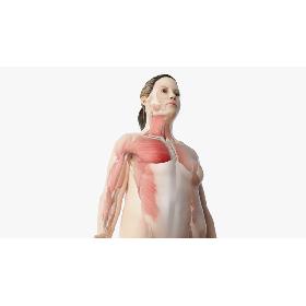 Obese Female Skin, Skeleton And Muscles model